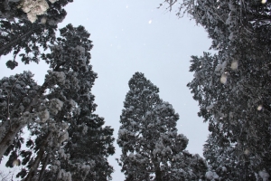 album_2012_dec_5882