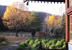 Trees in front of the main hall